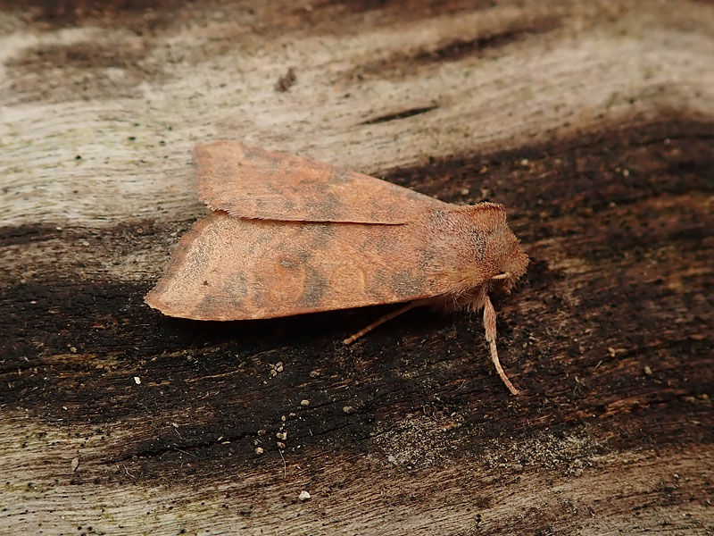 Helicoverpa armigera? No, Xanthia (Cirrhia) gilvago - Noctuidae